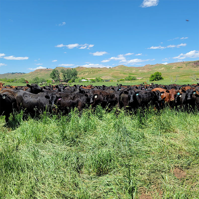 Cattle pasturing